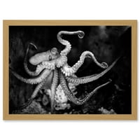 Животински снимки водни морски октопод черно бяло произведение на изкуството в рамка стена изкуство печат a4